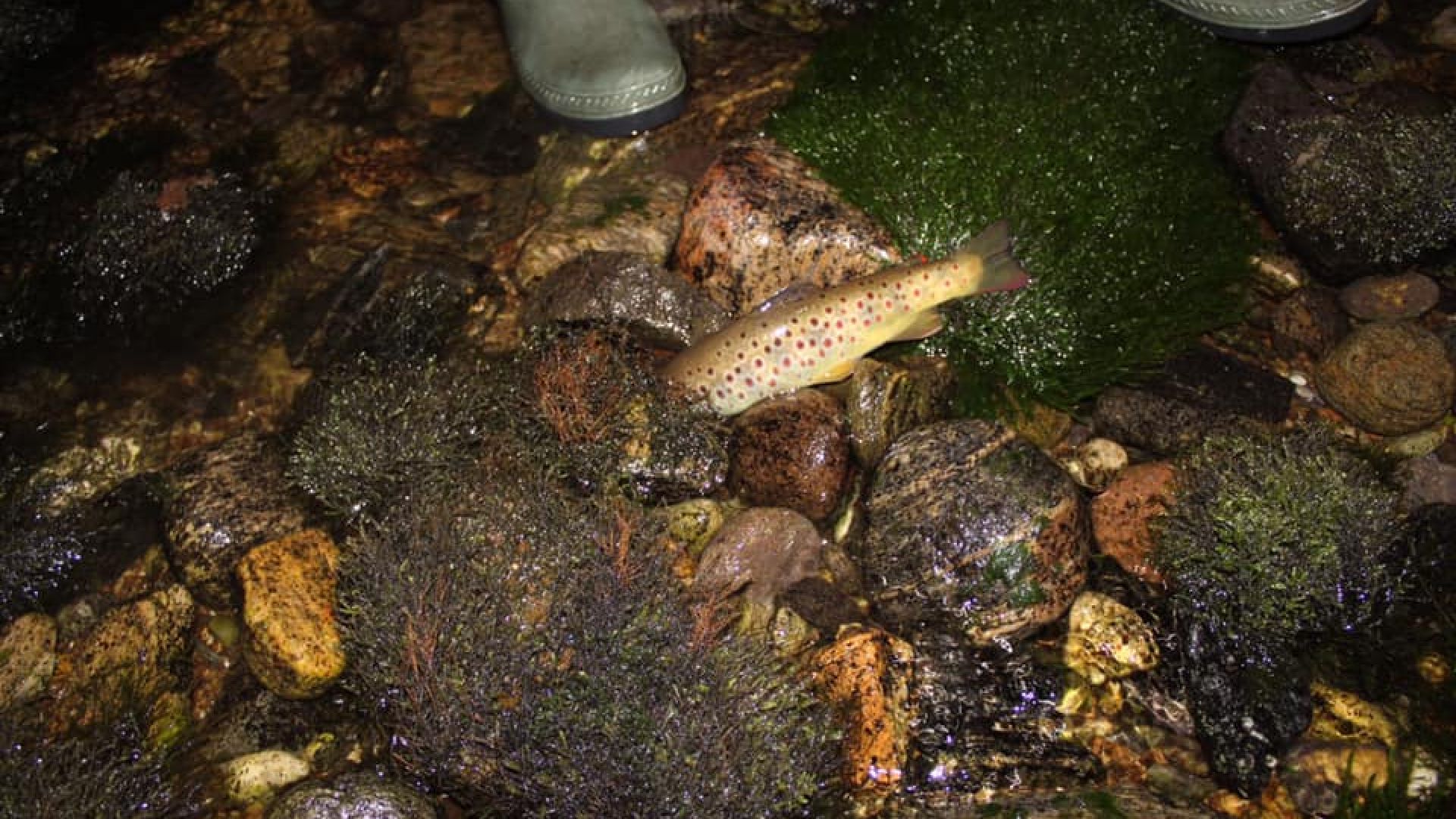 Стотици умрели риби във Въча в района на Кричим Коритото