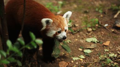 Червена панда избяга от зоопарк във Франция