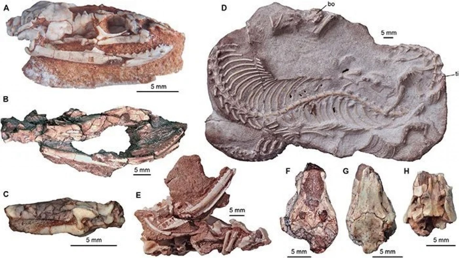 Фосили от загадъчна змия със задни крайници бяха открити в