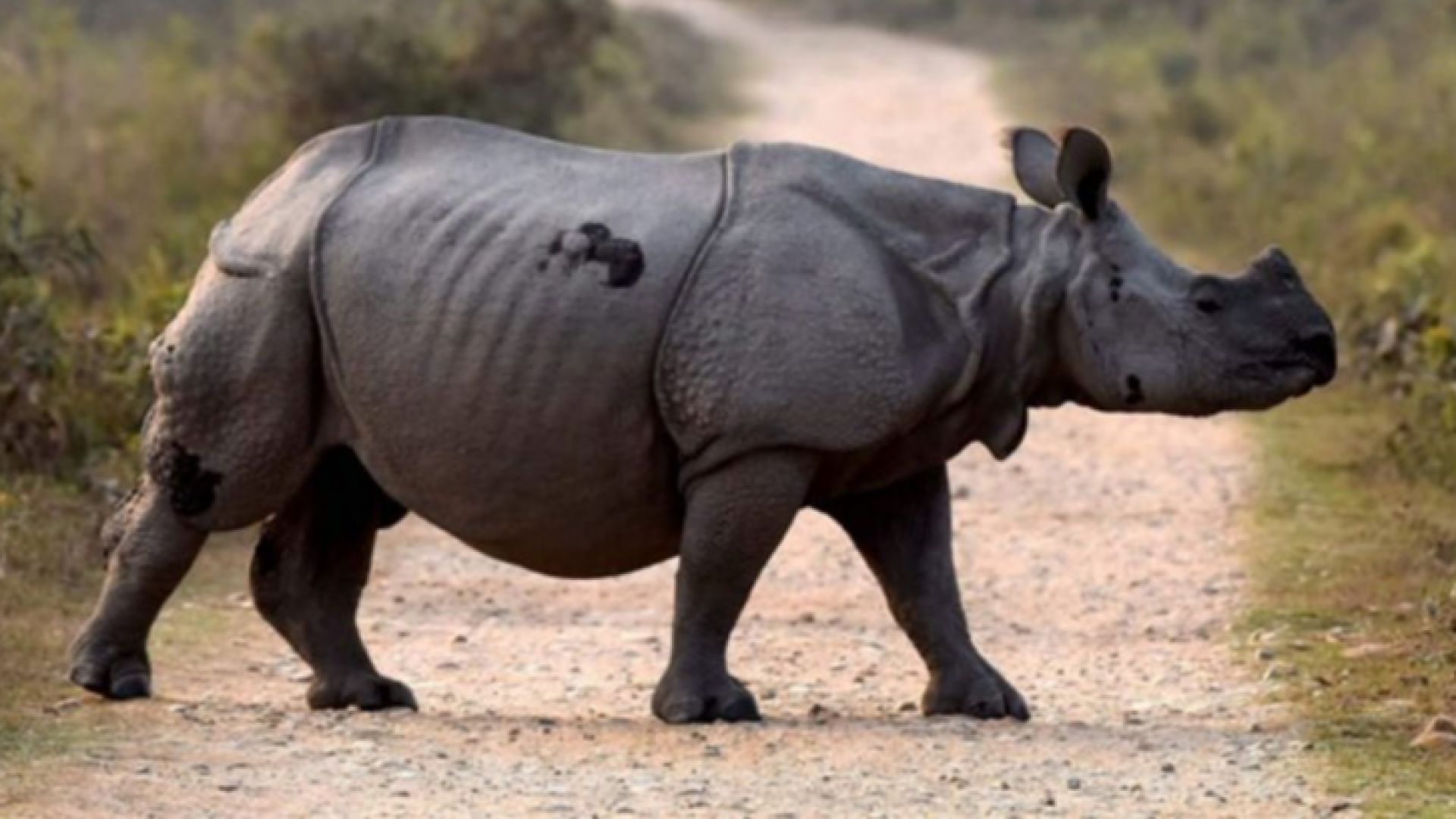 Суматранският носорог вече официално е изчезнал в Малайзия със смъртта