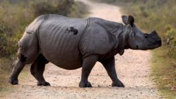 BBC: Умря последният суматрански носорог в Малайзия