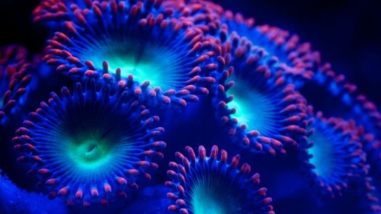 Масовото обезцветяване на коралите в Големия бариерен риф предизвиква страх от глобално събитие
