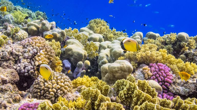 Забраниха достъпа до тайландски остров заради избелване на коралите