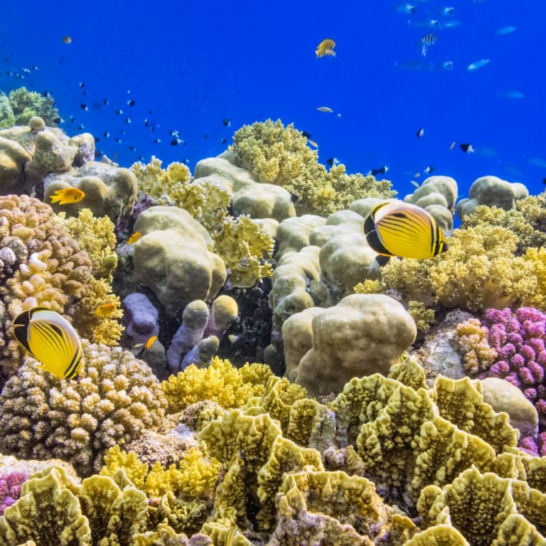 Забраниха достъпа до тайландски остров заради избелване на коралите