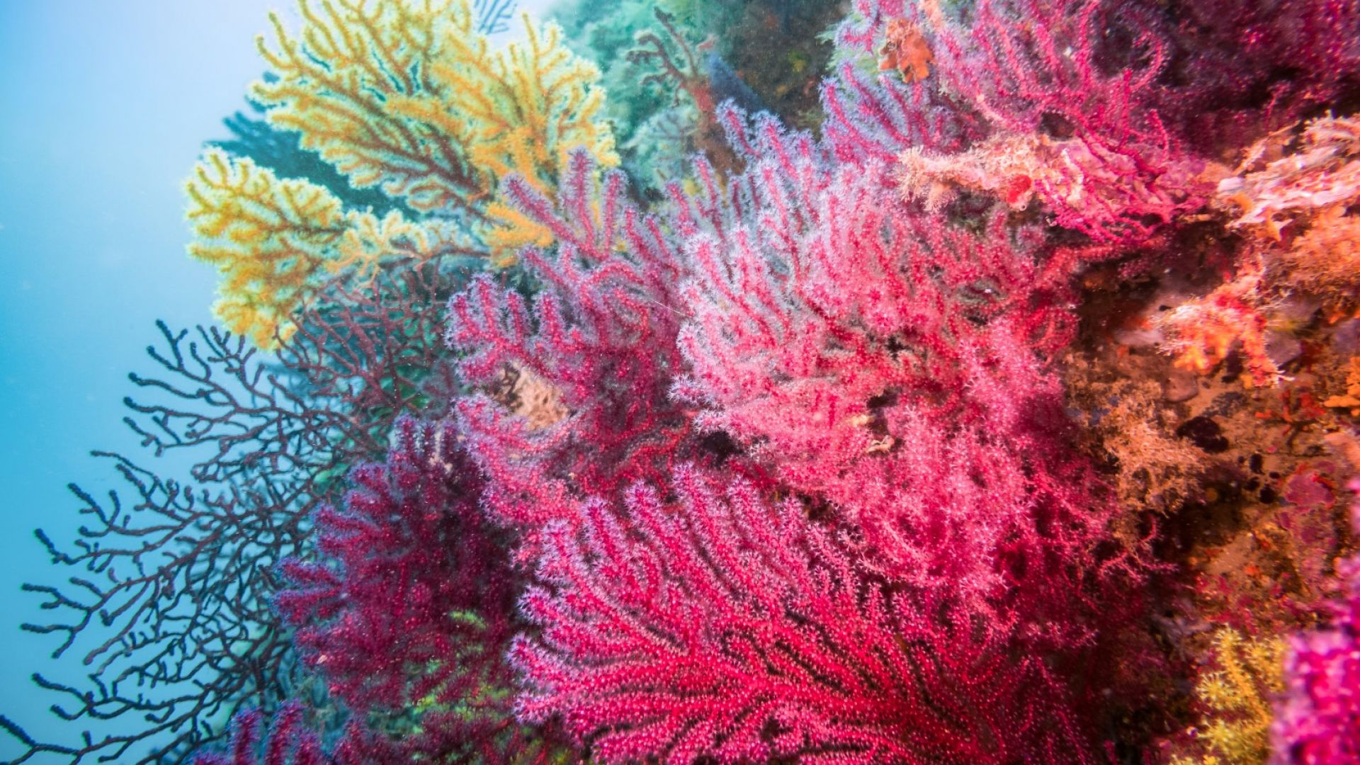 Големият бариерен риф  избухна в цветове заради  размножаването на коралите