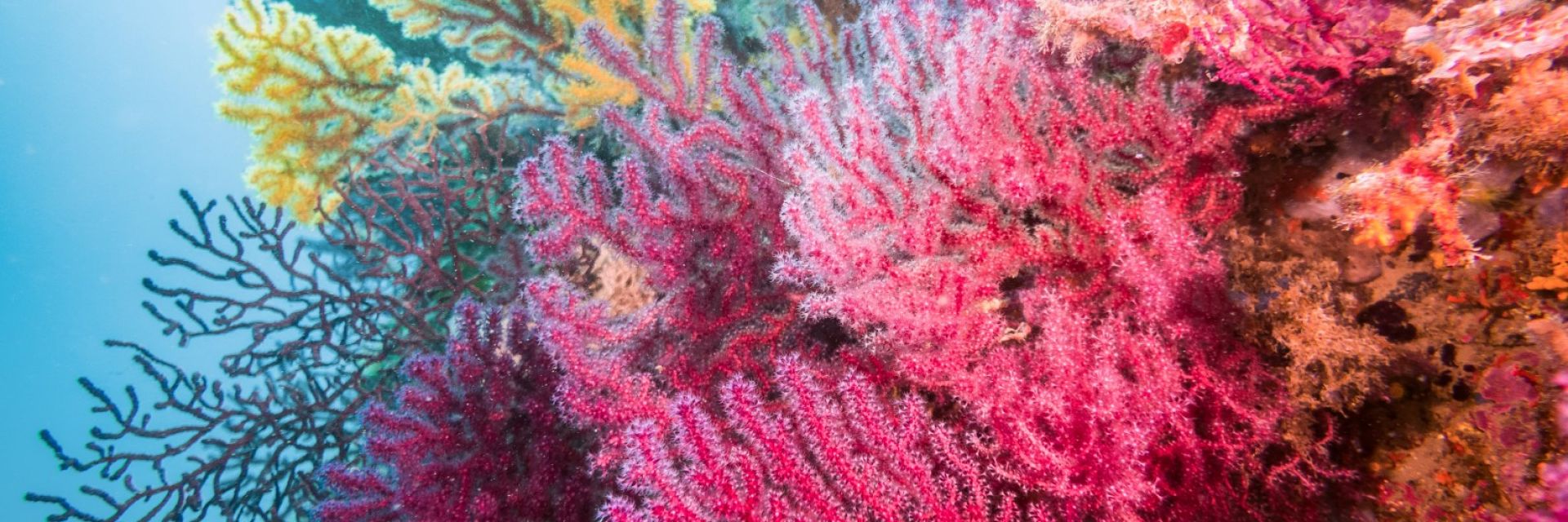 Големият бариерен риф  ще оцелее, ако ръстът на температурите  се запази до 1,5 градуса