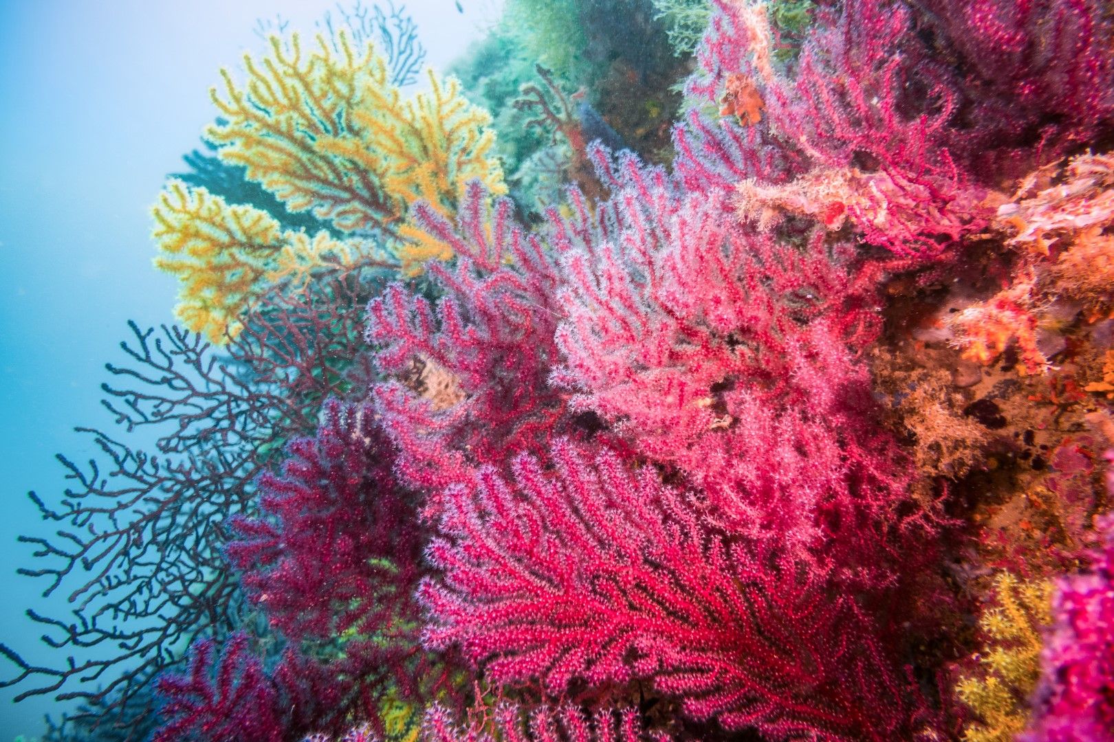 Почти 80 на сто от коралите  са избелявали и губили цветовете си