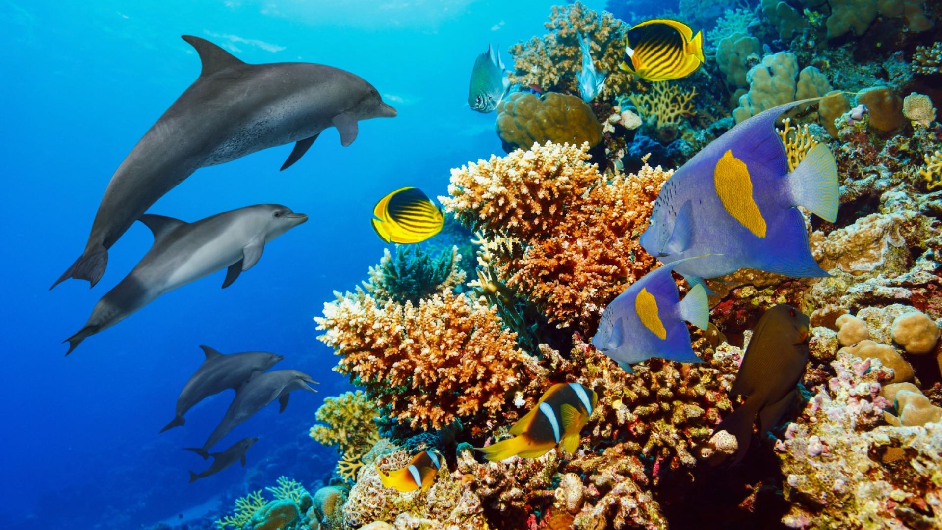 Австралия ще спасява Големия бариерен риф с  46,5 милиона щатски долара