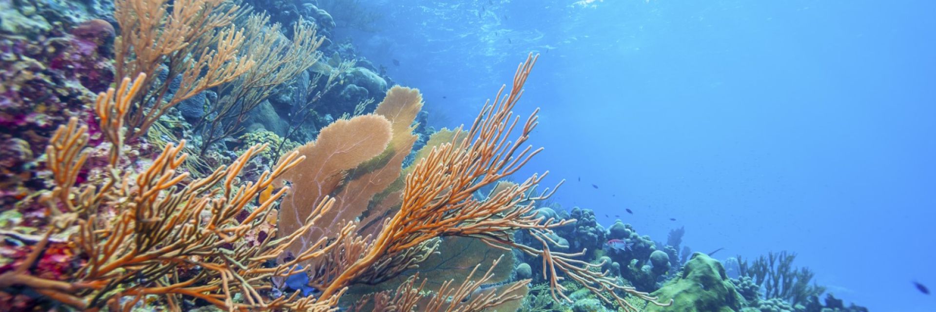 Девствен коралов риф, непокътнат от затоплящите се океански води, е открит край бреговете на Таити