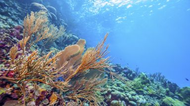 Девствен коралов риф, непокътнат от затоплящите се океански води, е открит край бреговете на Таити