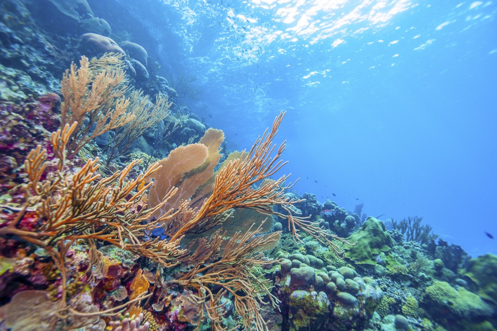  Масовото обезцветяване на коралите в Големия бариерен риф предизвиква страх от глобално събитие