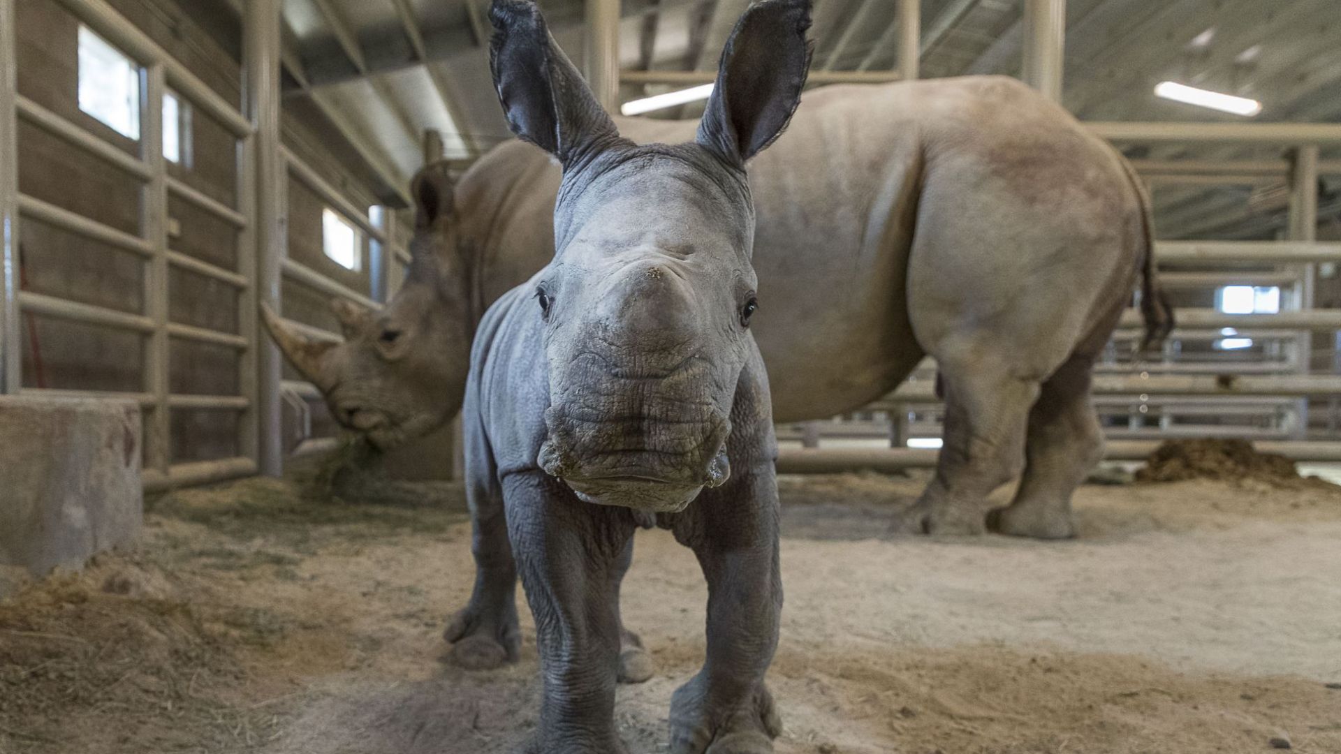 В зоопарк в Сан Диего се роди бял носорог