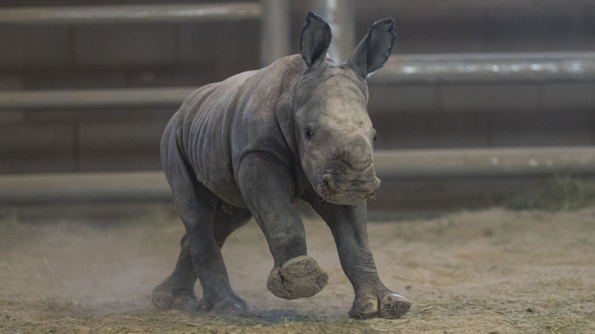 Роговете на десетки носорози в три резервата в РЮА бяха