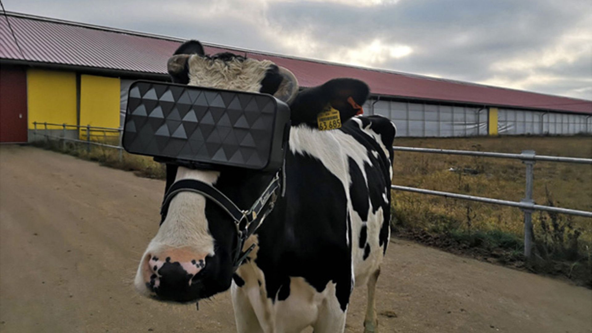 Крави получиха очила за виртуална реалност