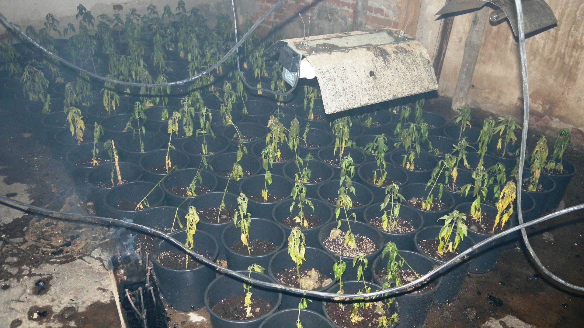 Панагюрски полицаи откриха наркооранжерия маскирана като дърводелски цех За наркоплантацията