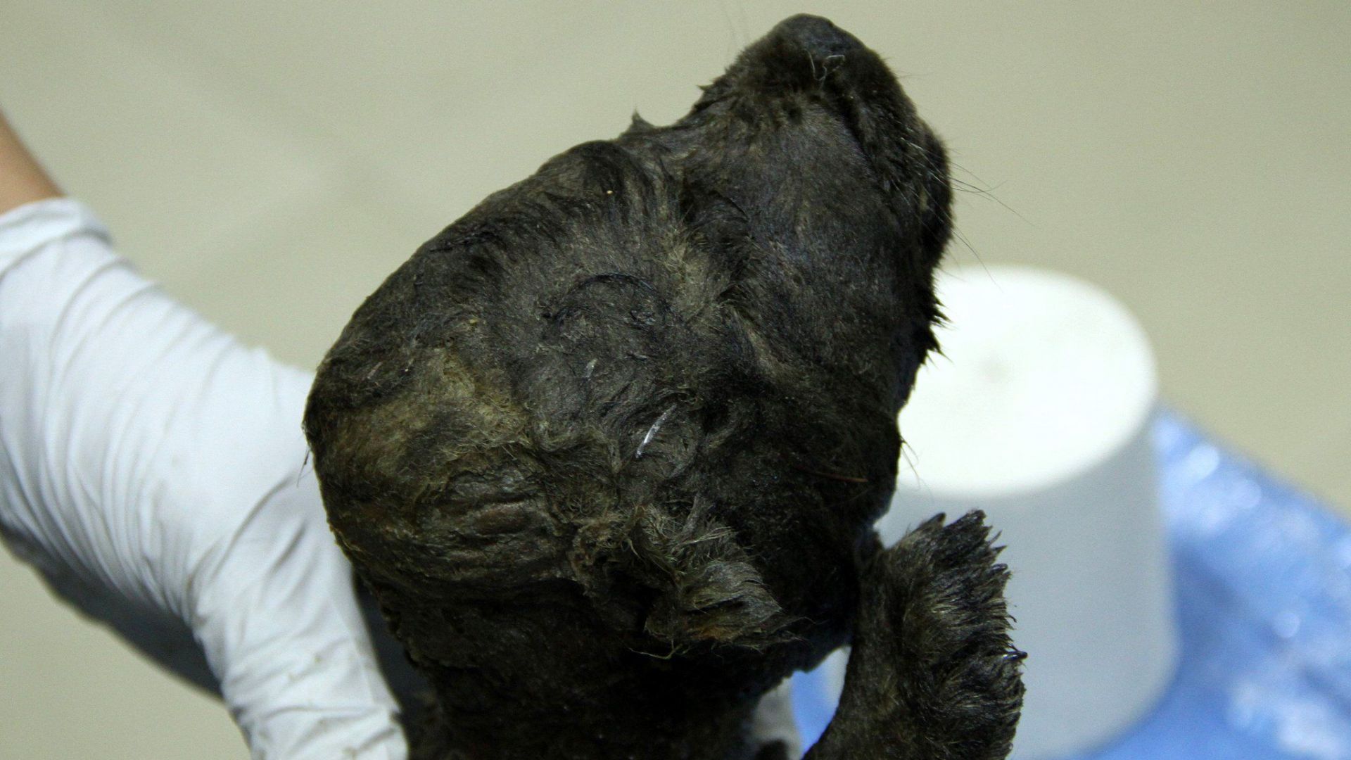 Руски учени представиха труп на праисторическо кученце, за което се