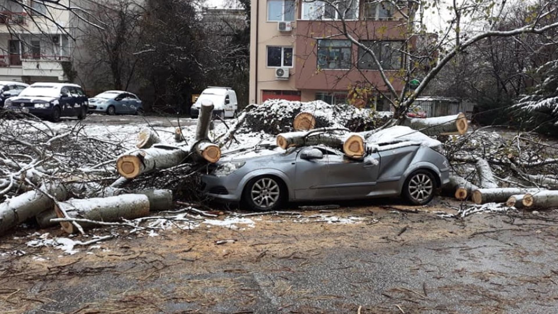 40-годишна топола помля кола в Пловдив (снимки)