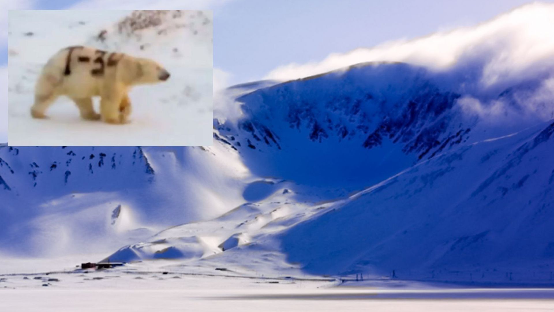 Руските власти издирват кой е боядисал полярна мечка с черен спрей (видео)