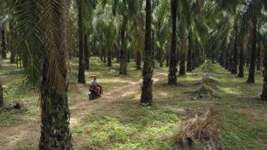 Водещият производител Сингапур превключва на "зелено" палмово масло
