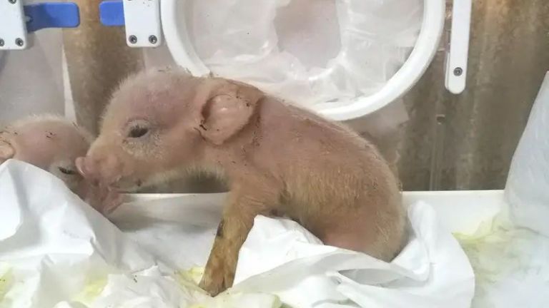 В Германия ще отглеждат прасета за донори на сърца на хора