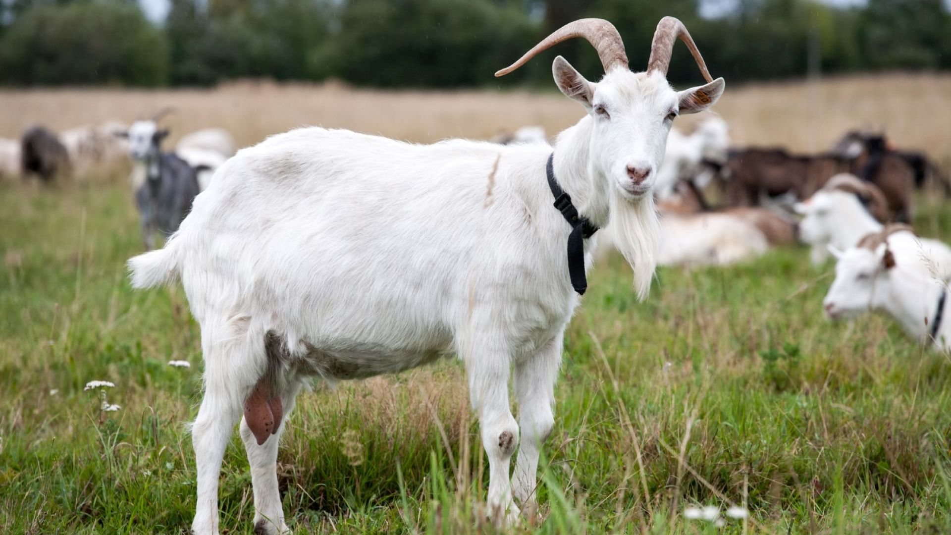 Винсент ван Гоут и Селена Гоутмес - козите спасителки и други истории с животни за 2019