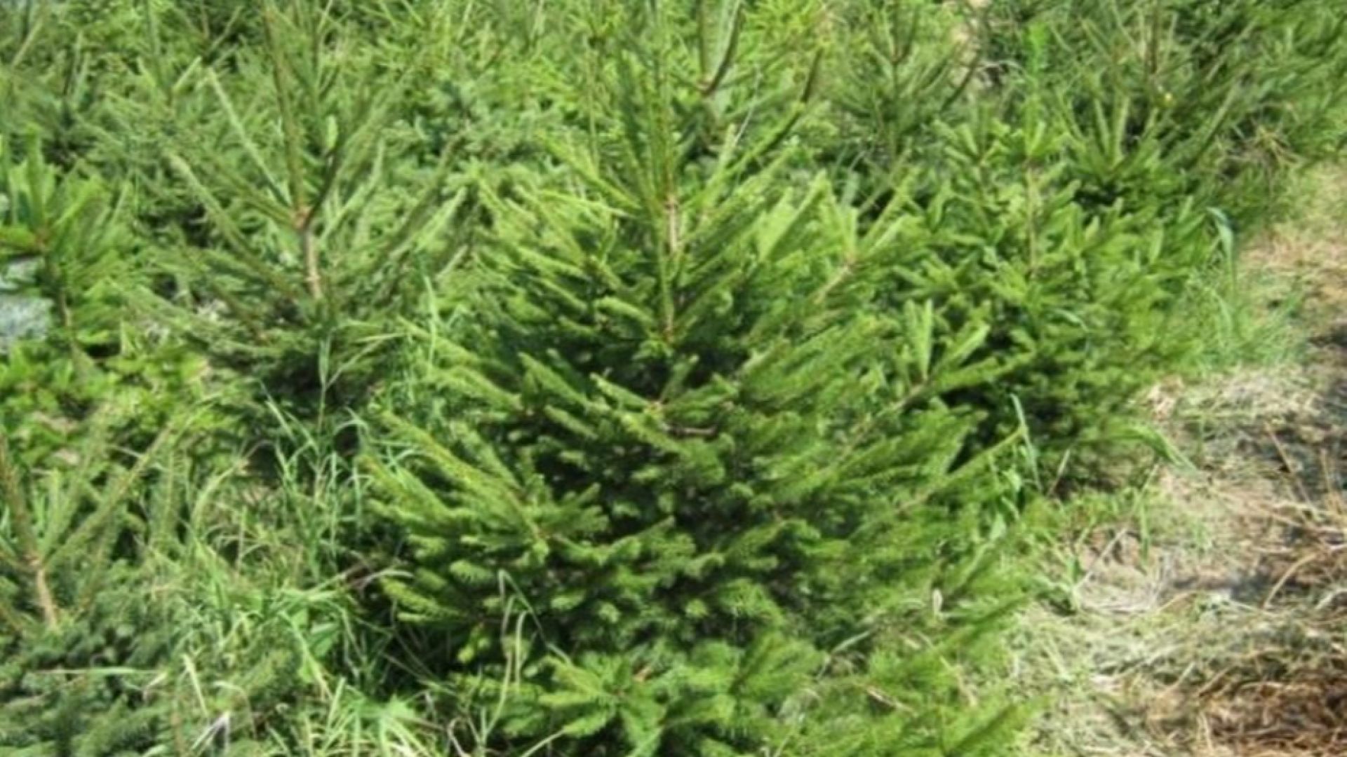 Вчера и днес служители на Регионалната дирекция по горите РДГ