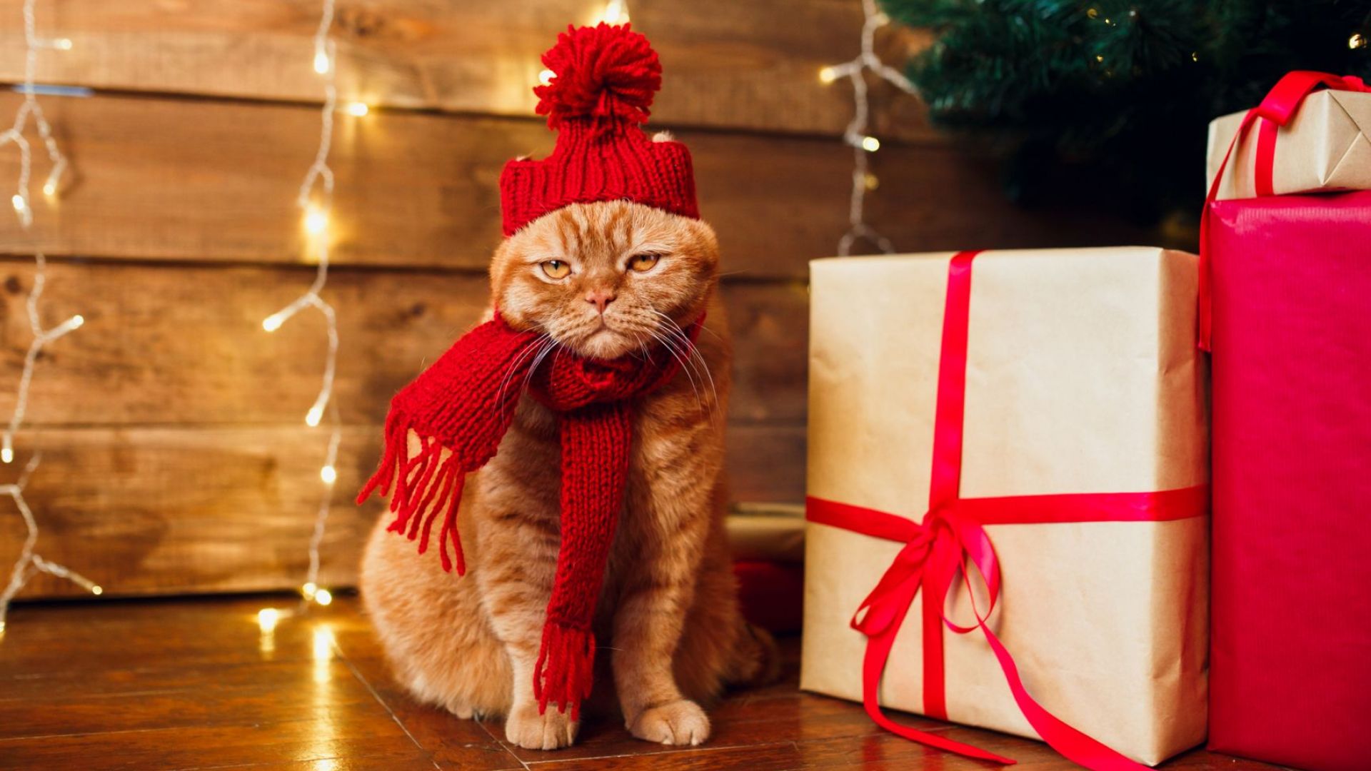 Ветеринари: Не обличайте котките си със смешни костюми и шапки по празниците