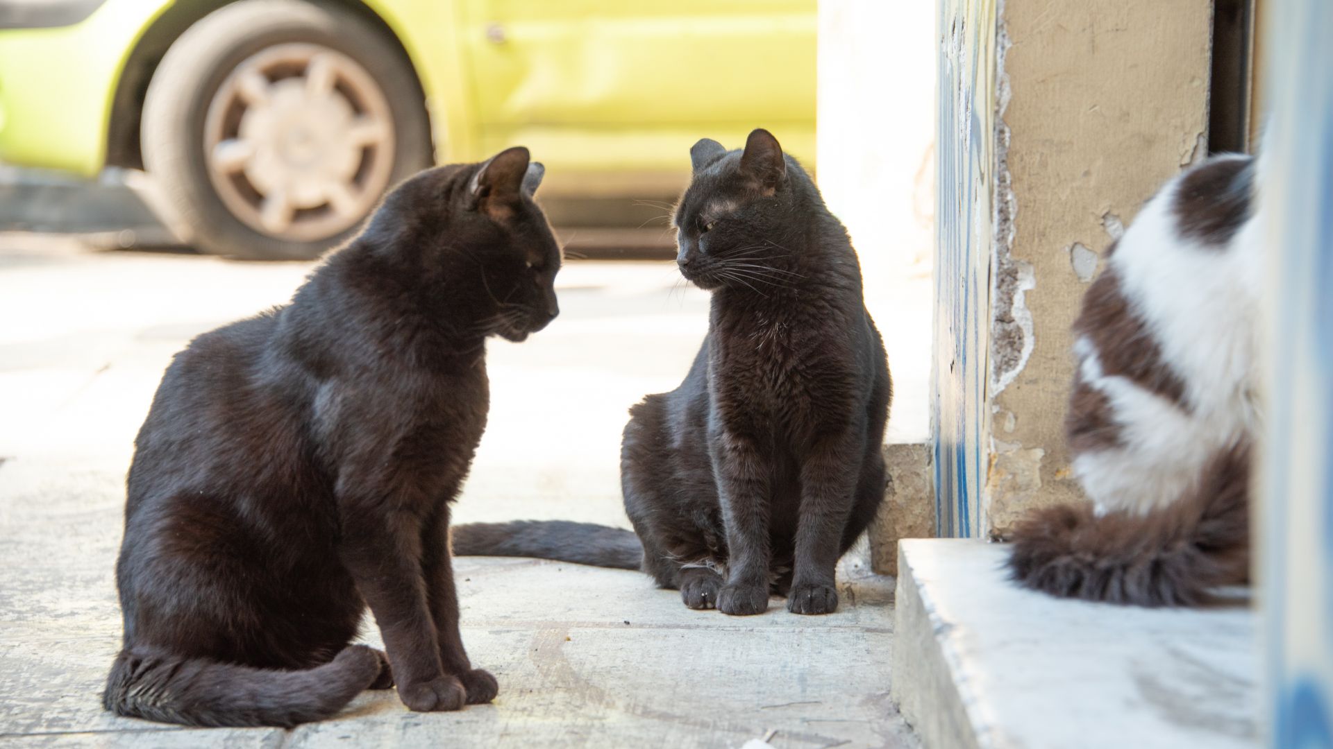 Неизвестни убийци от около месец са подели атака срещу бездомните