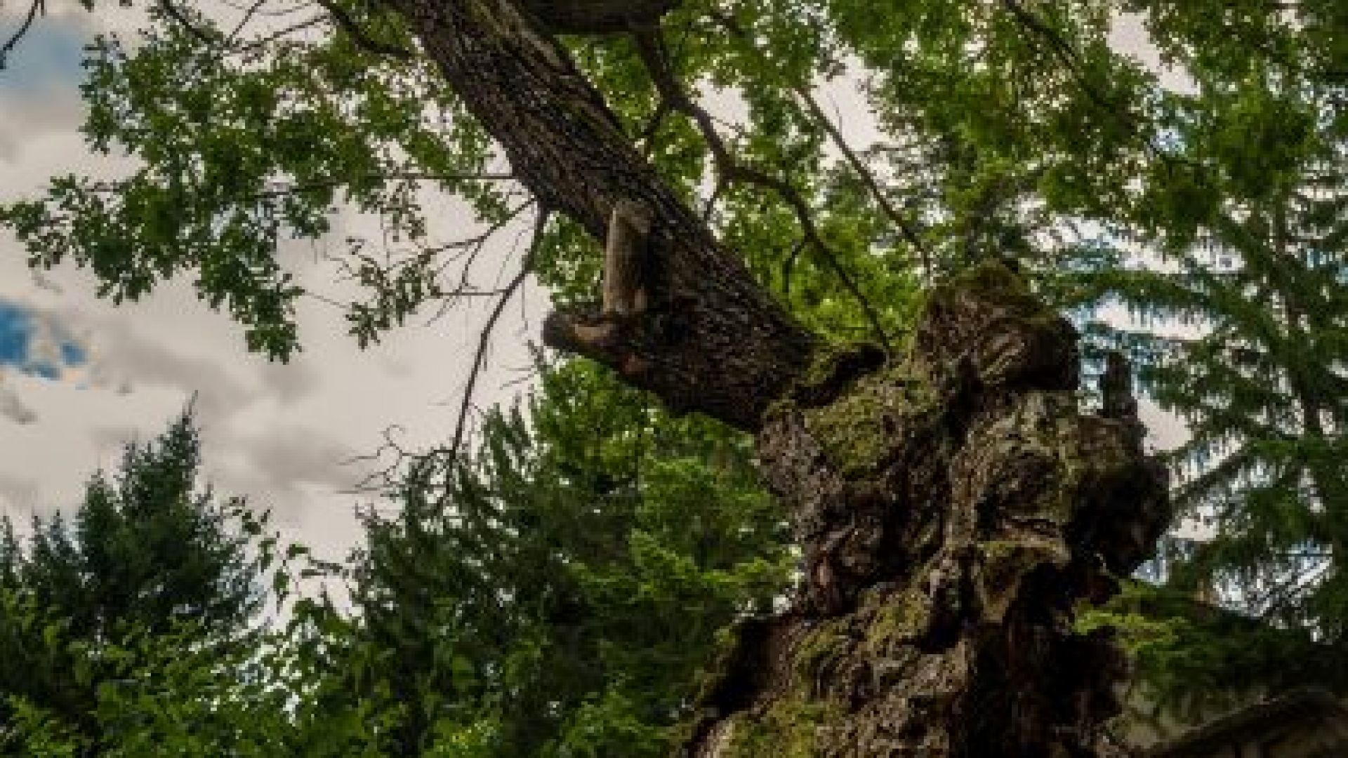 500-годишен дъб ще представя България в  "Европейско дърво на годината"