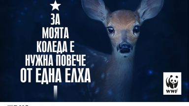 За Коледа WWF си пожелава още повече истински гори