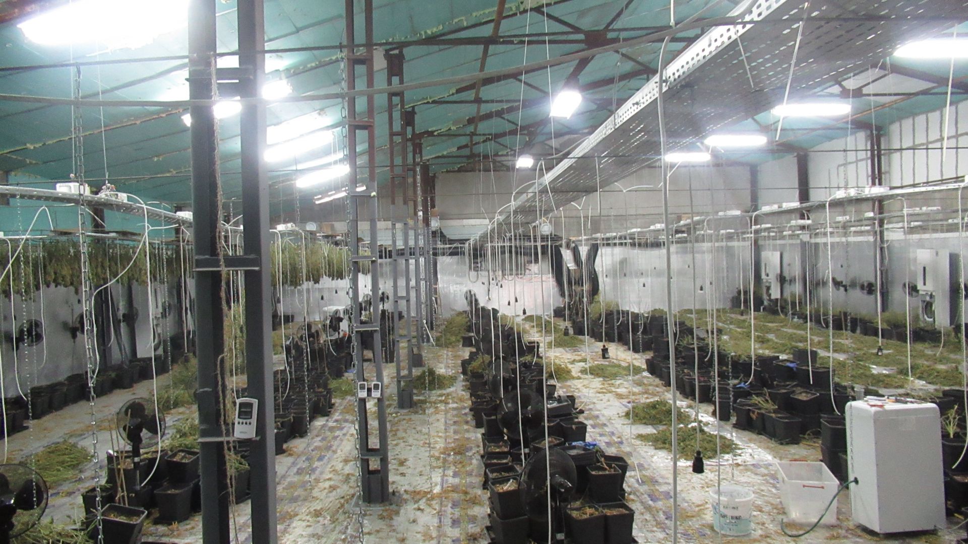 Разкриха най-голямата лаборатория за марихуана у нас (снимки)