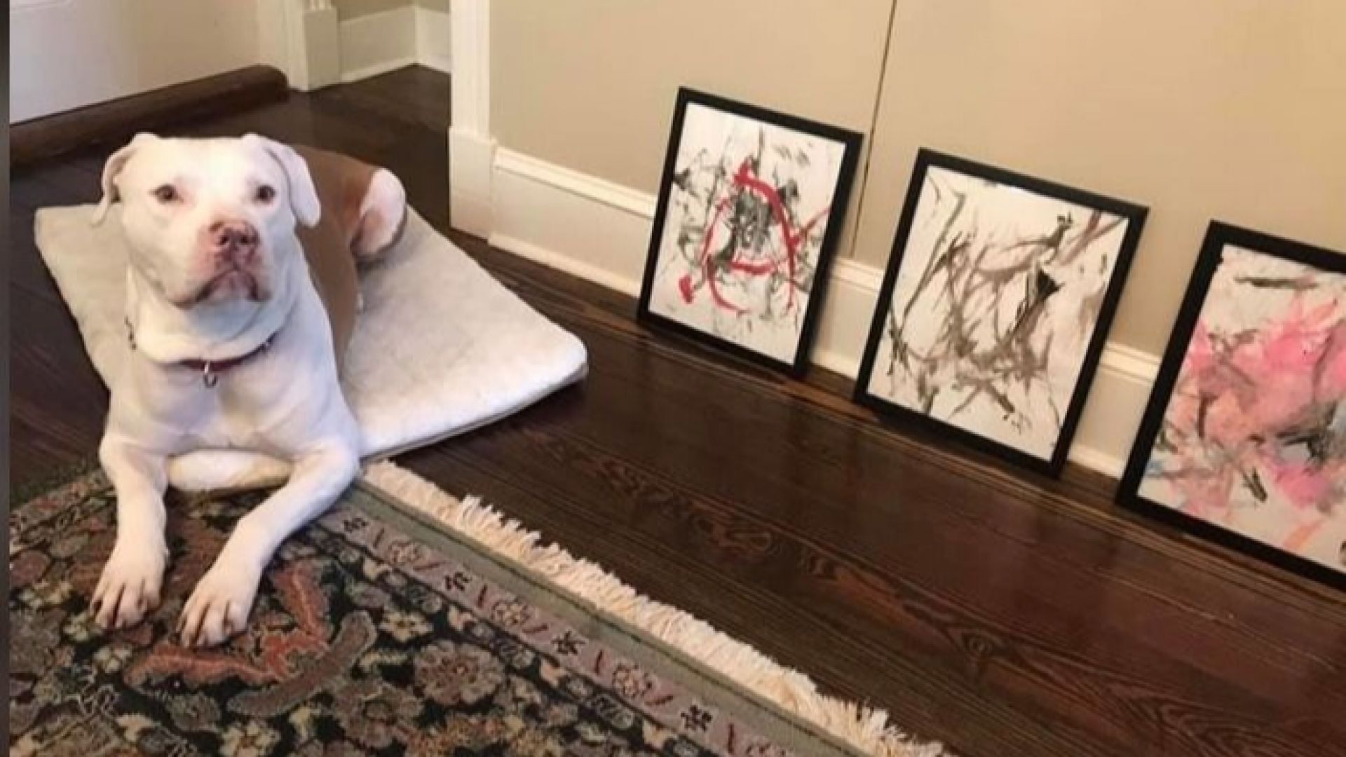 Картини, нарисувани от куче, бяха продадени за 4000 долара