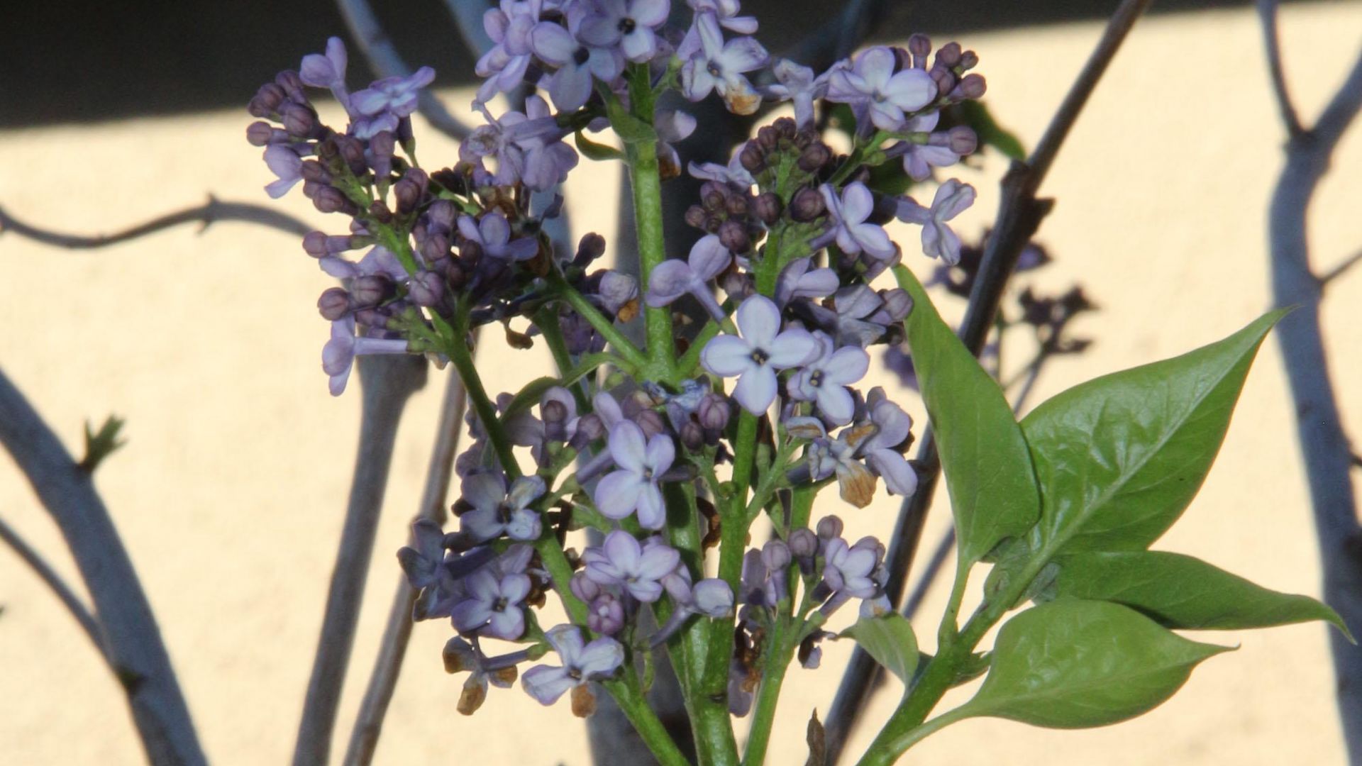 Люляк разцъфтя в Балчик през декември В дворовете в града