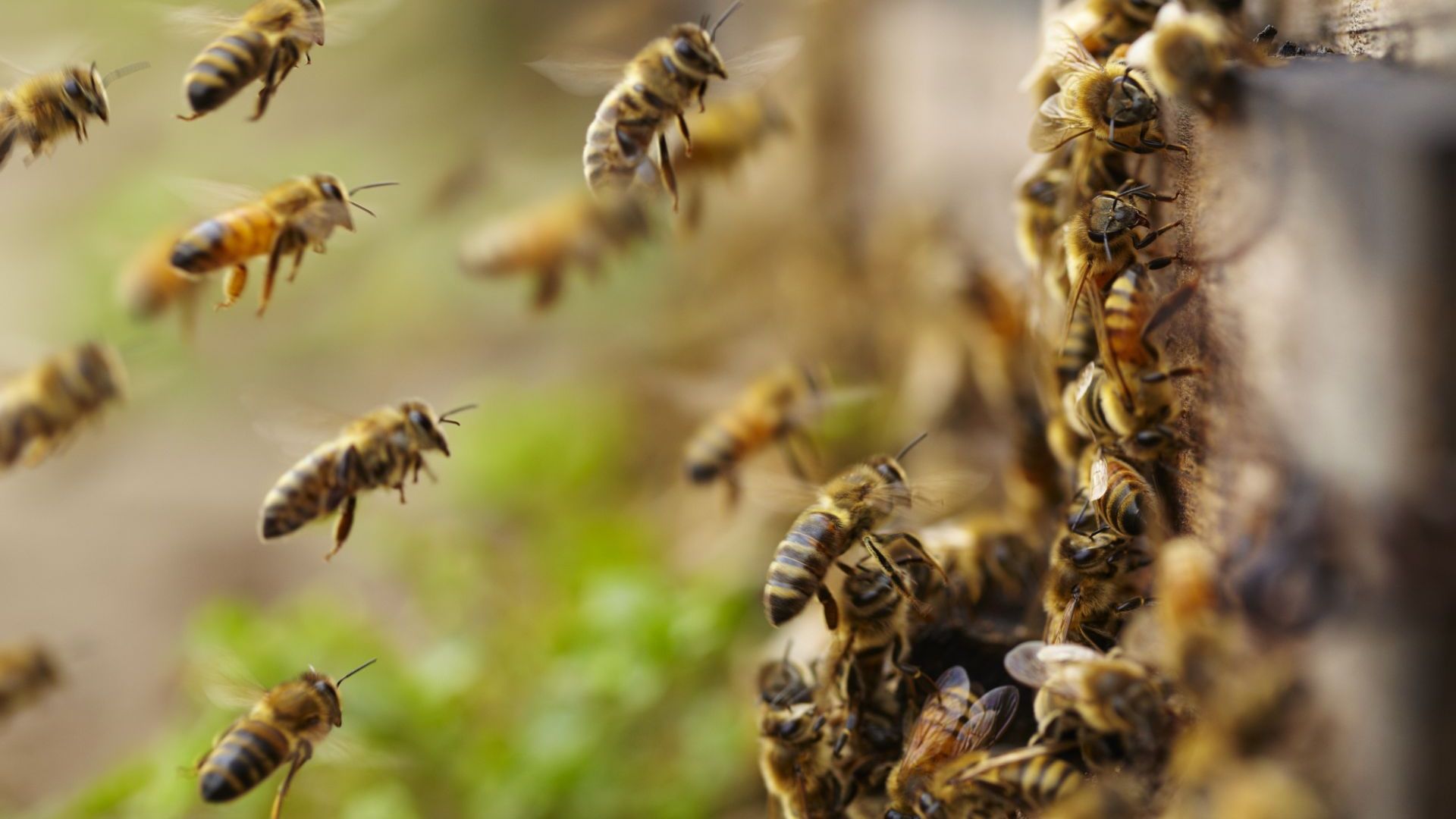 За гарантиране на мерките по опазване на пчелите и установяване