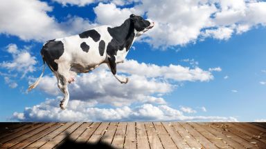 Учени "изсветлиха" крави, за да ги направят  по-устойчиви на глобалното затопляне
