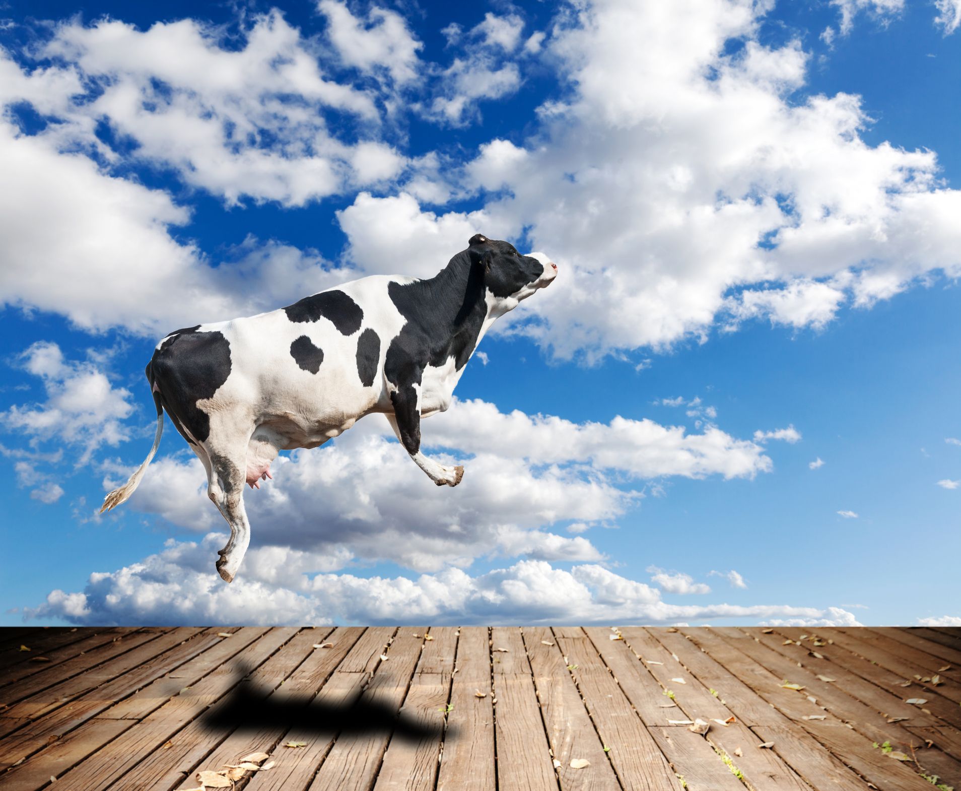 Нова Зеландия предлага данък върху "замърсяващите газове" на кравите и овцете
