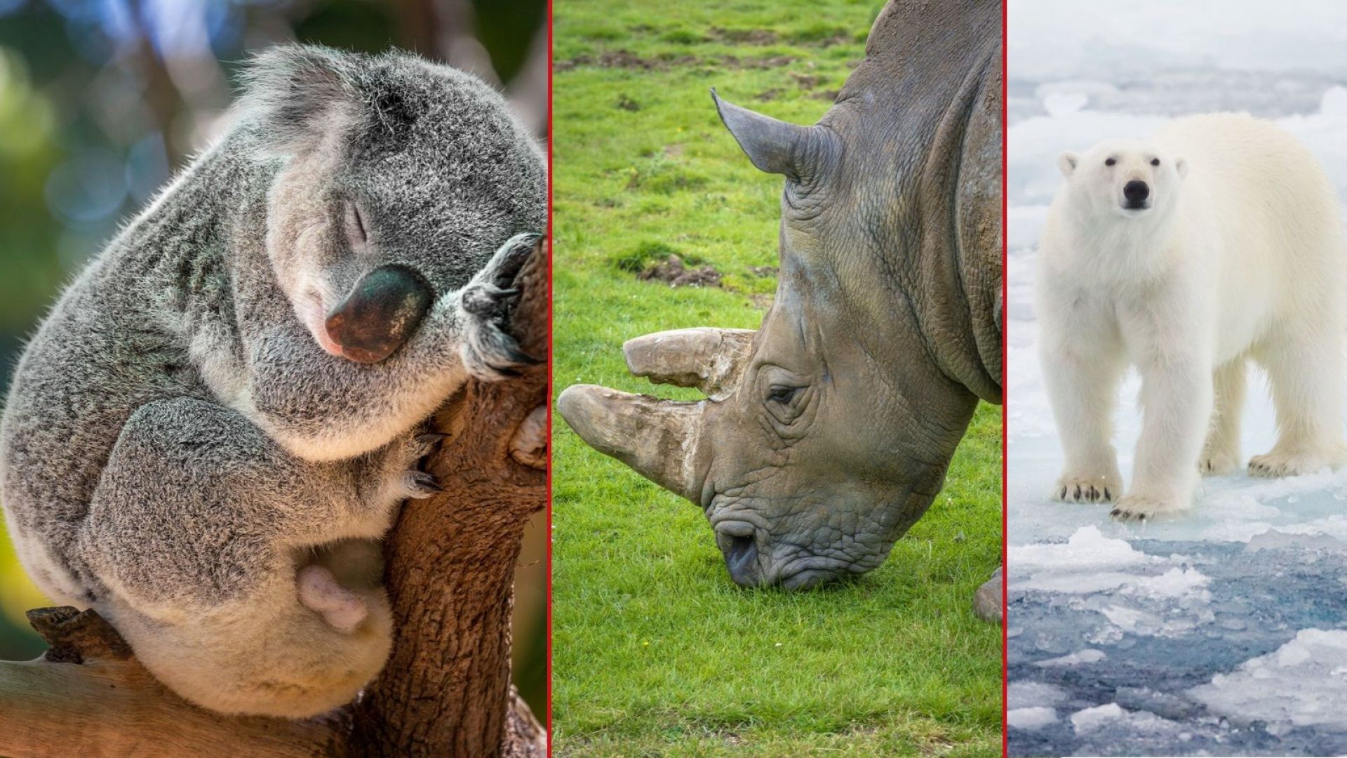 Над 30 000 животински видове са определени за застрашени и