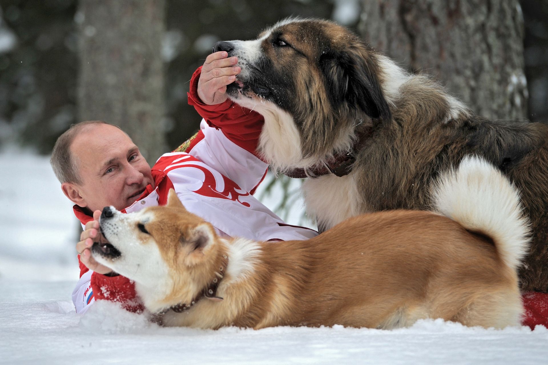 Март 2013 г., Путин позира, докато играе с кучетата си - Юме, порода Акита ину, и Бъфи, българската овчарка, която му подари Бойко Борисов