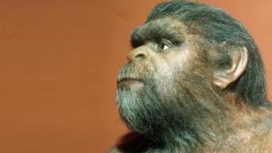 Предците на хората хора може да са с 1 милион години по-стари