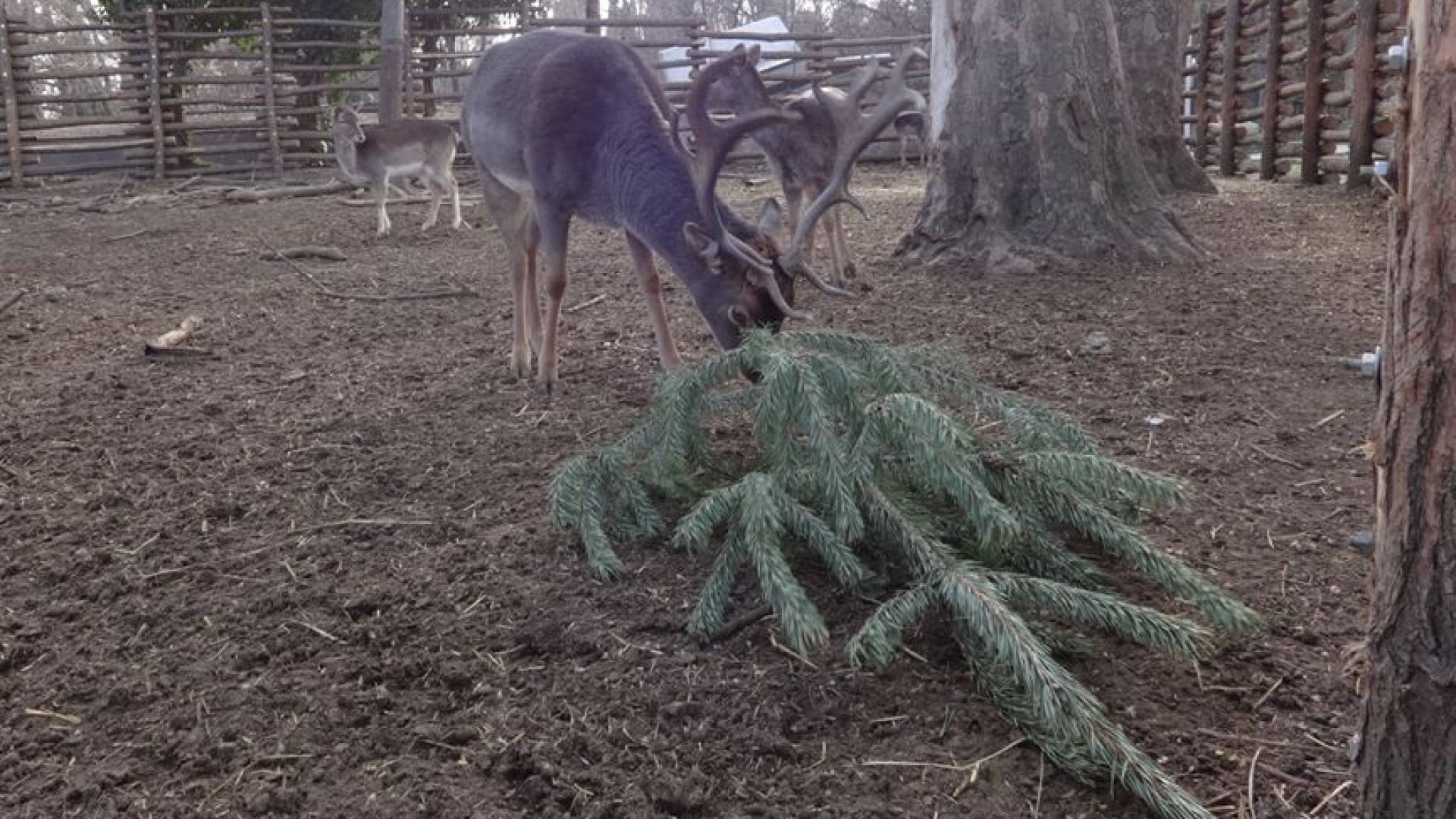 За седма поредна година във Варненския зоопарк се провежда кампанията