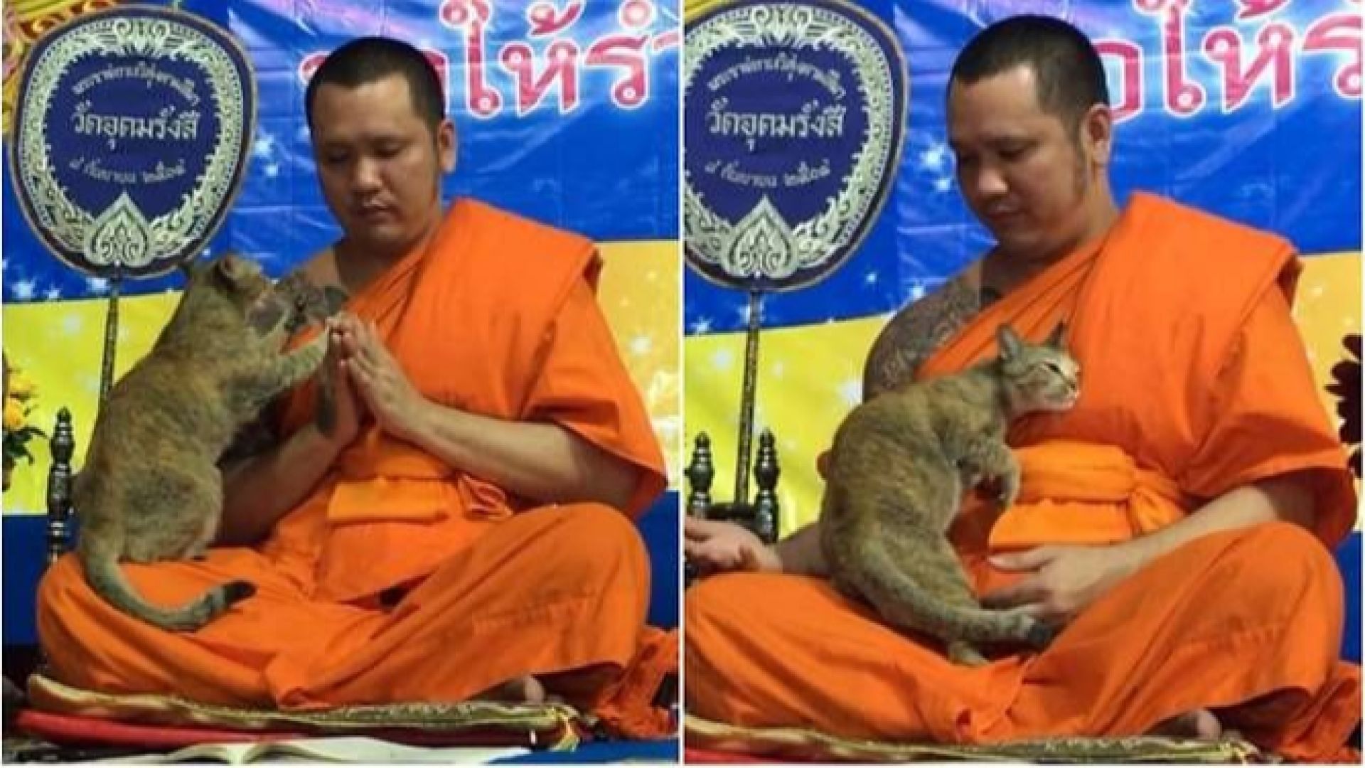 Котка подложи на изпитание тайландски монах (видео)