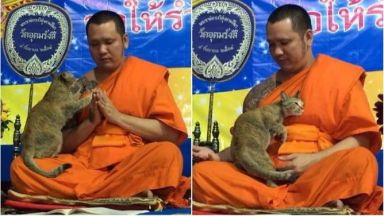  Котка подложи на тестване тайландски духовник (видео) 