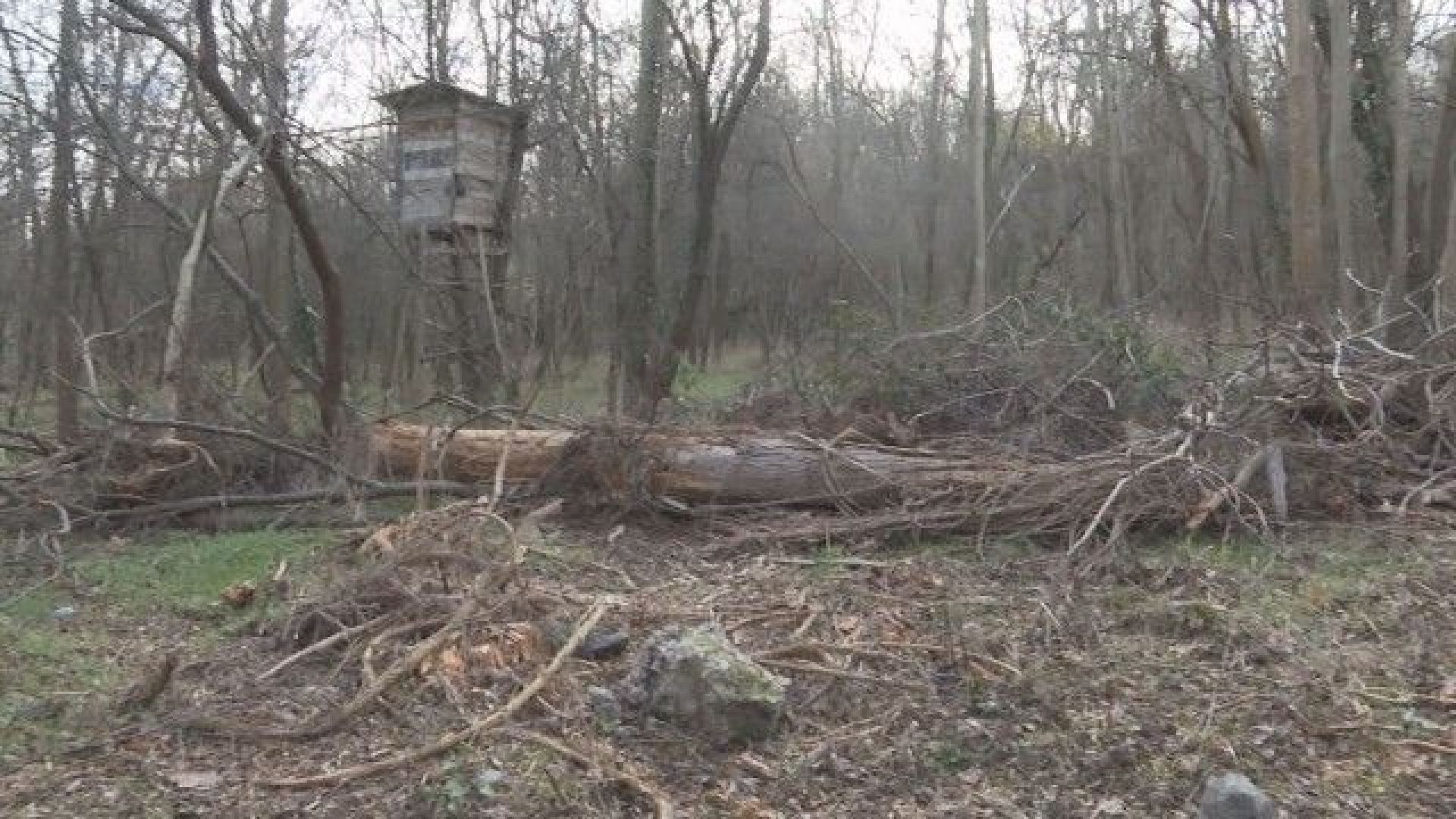 Изсичане на гората над бившия къмпинг Черноморец заплашва да активизира