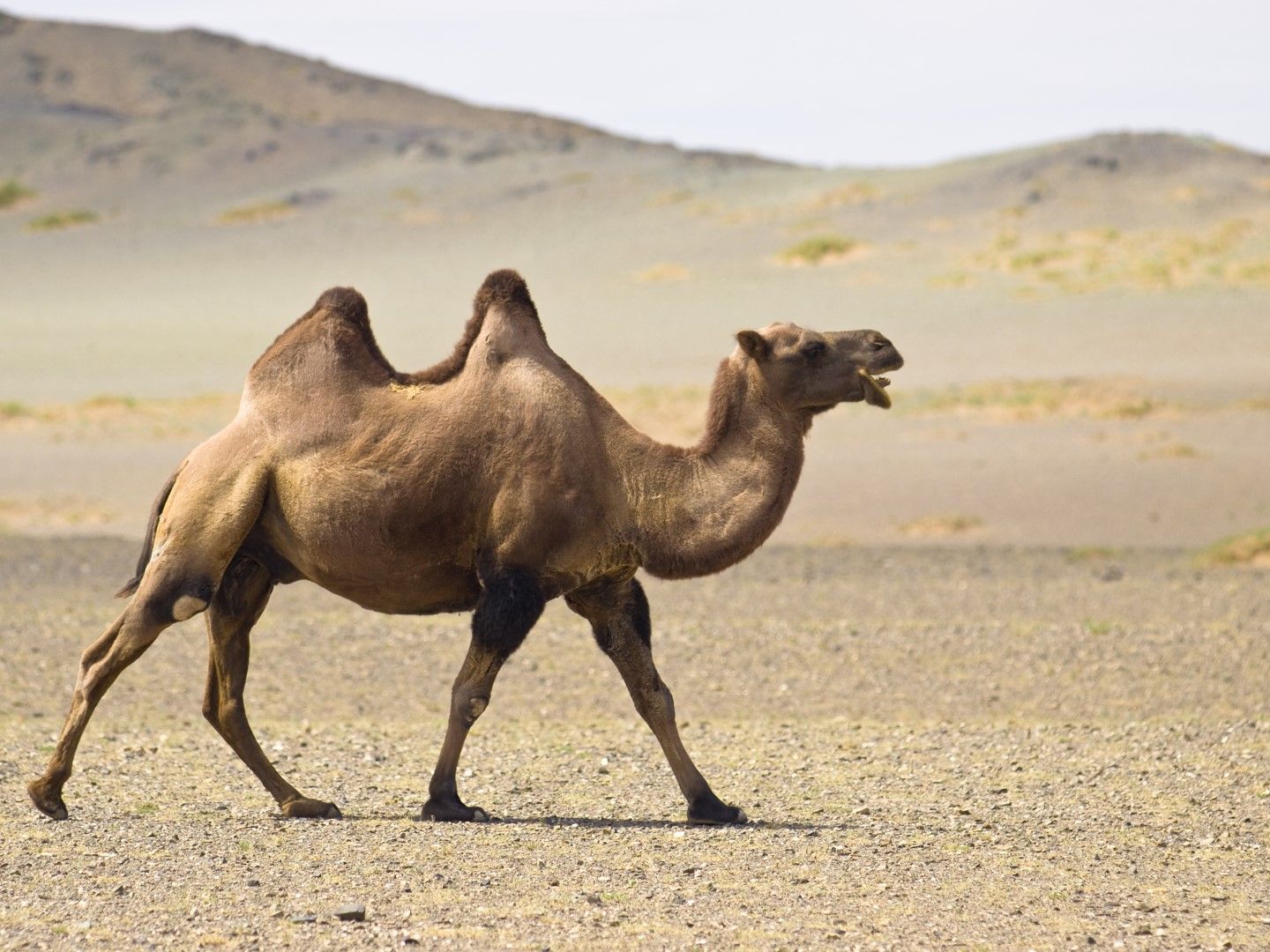 *Избиват 10 000 камили* заради пожарите в Австралия и глобалното затопляне