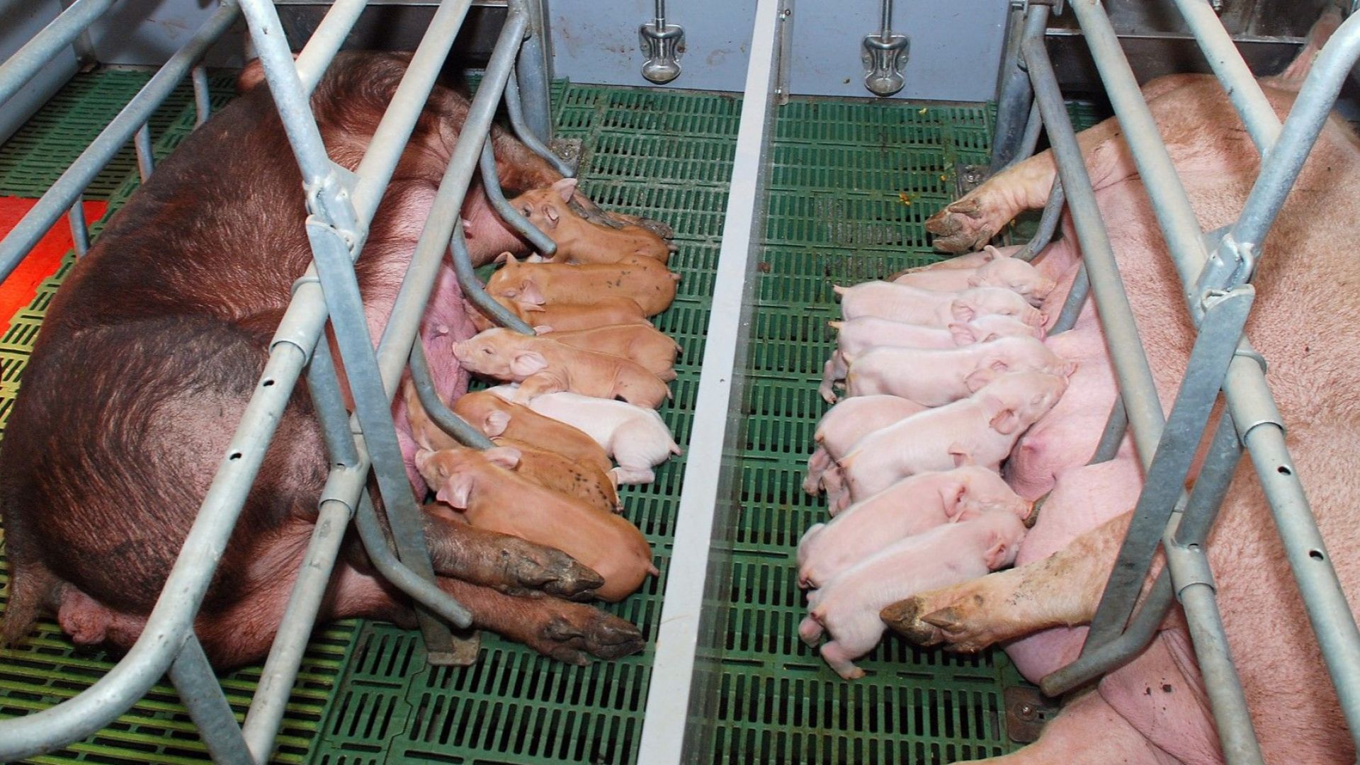 Африканската чума по свинете в Китай застрашава производството на свинско