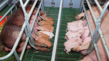 Въвеждат засилени мерки заради влошената обстановка с "Африканска чума по свинете"