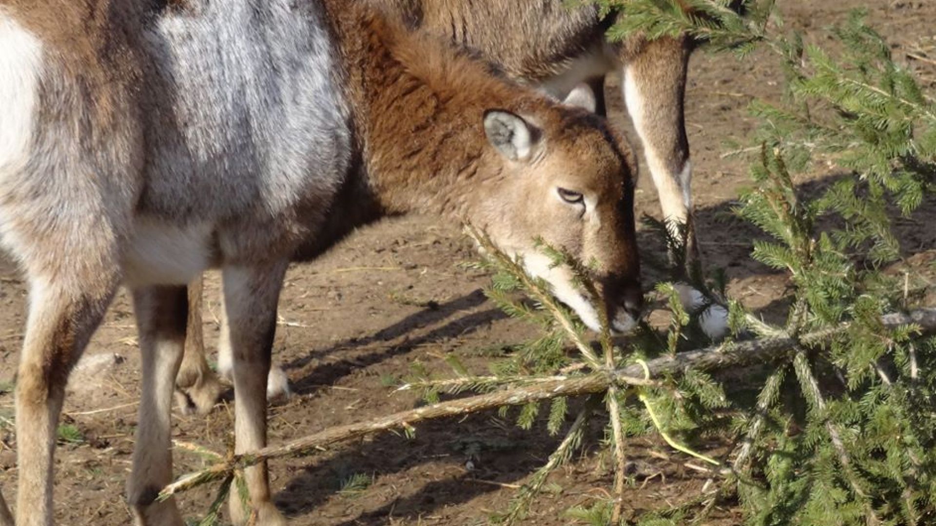 Близо 500 елхи бяха подарени на животните във варненския зоопарк