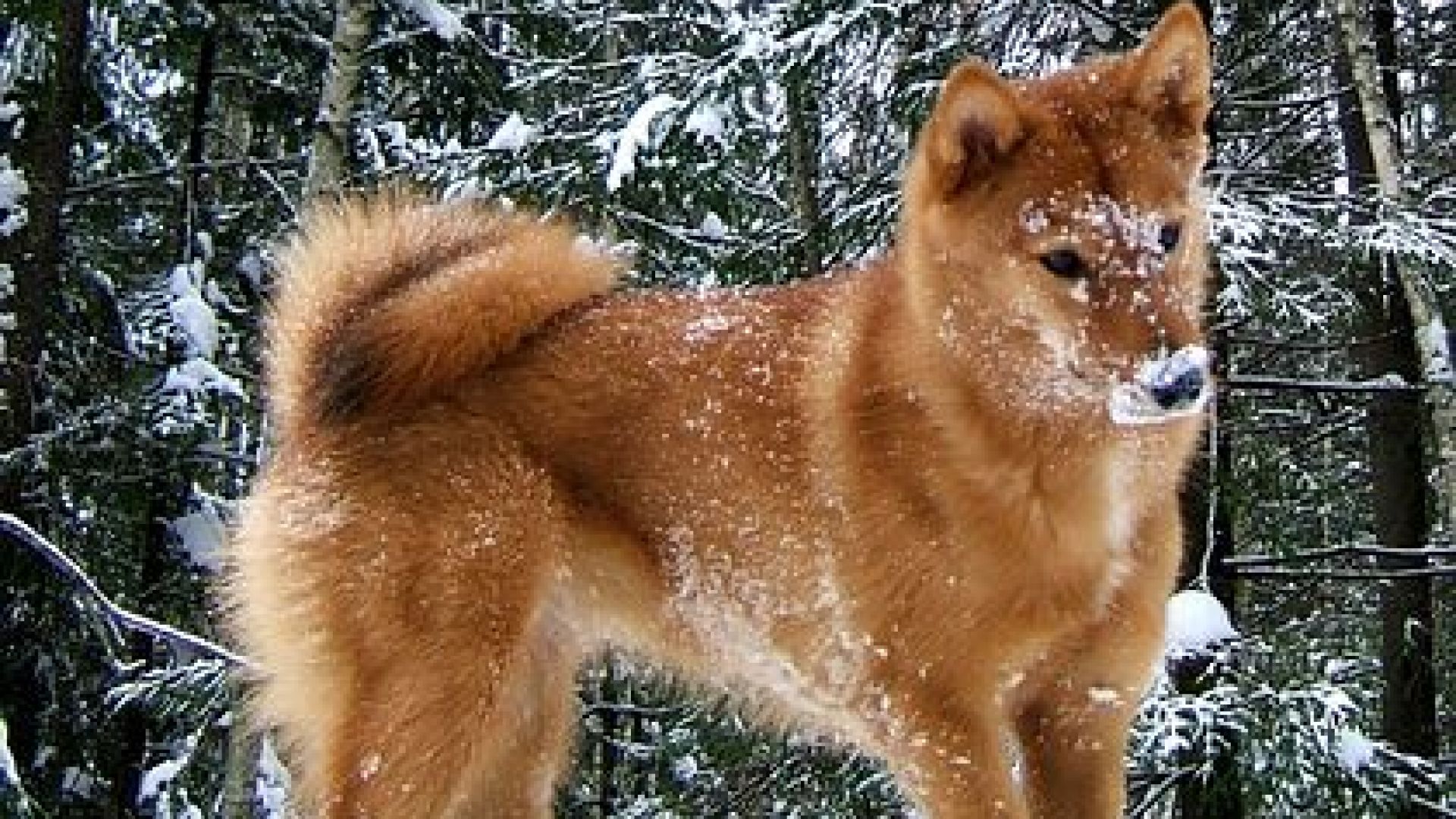 В Русия се появи нова порода кучета карелско хъски