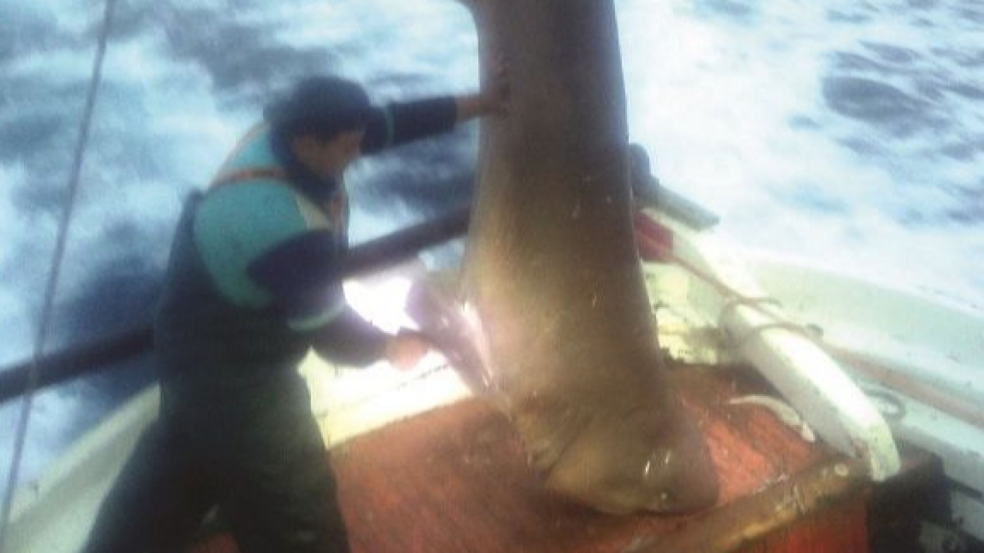 Огромна акула с тегло от 400 килограма и дължина над