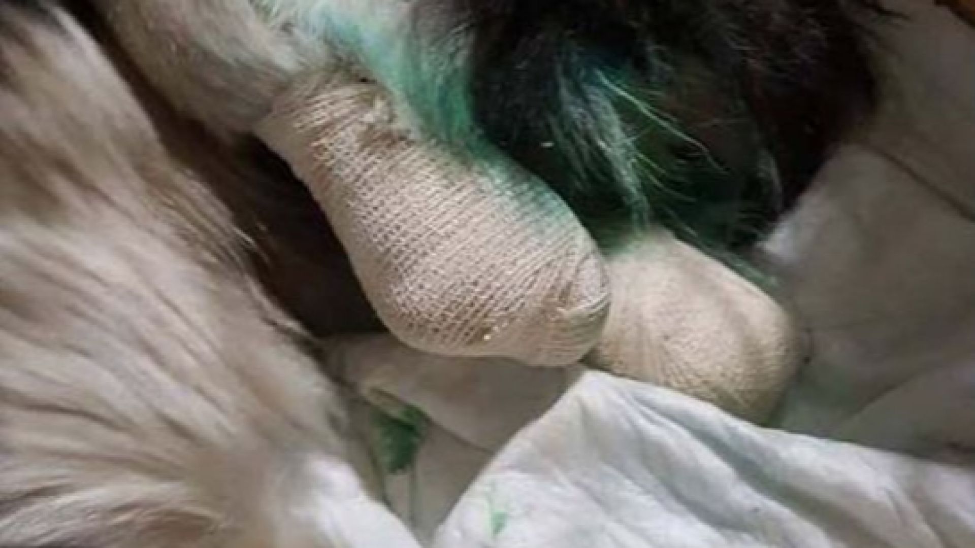 Насилие над куче край Кърджали Ивелина Недкова от фондацията Animal